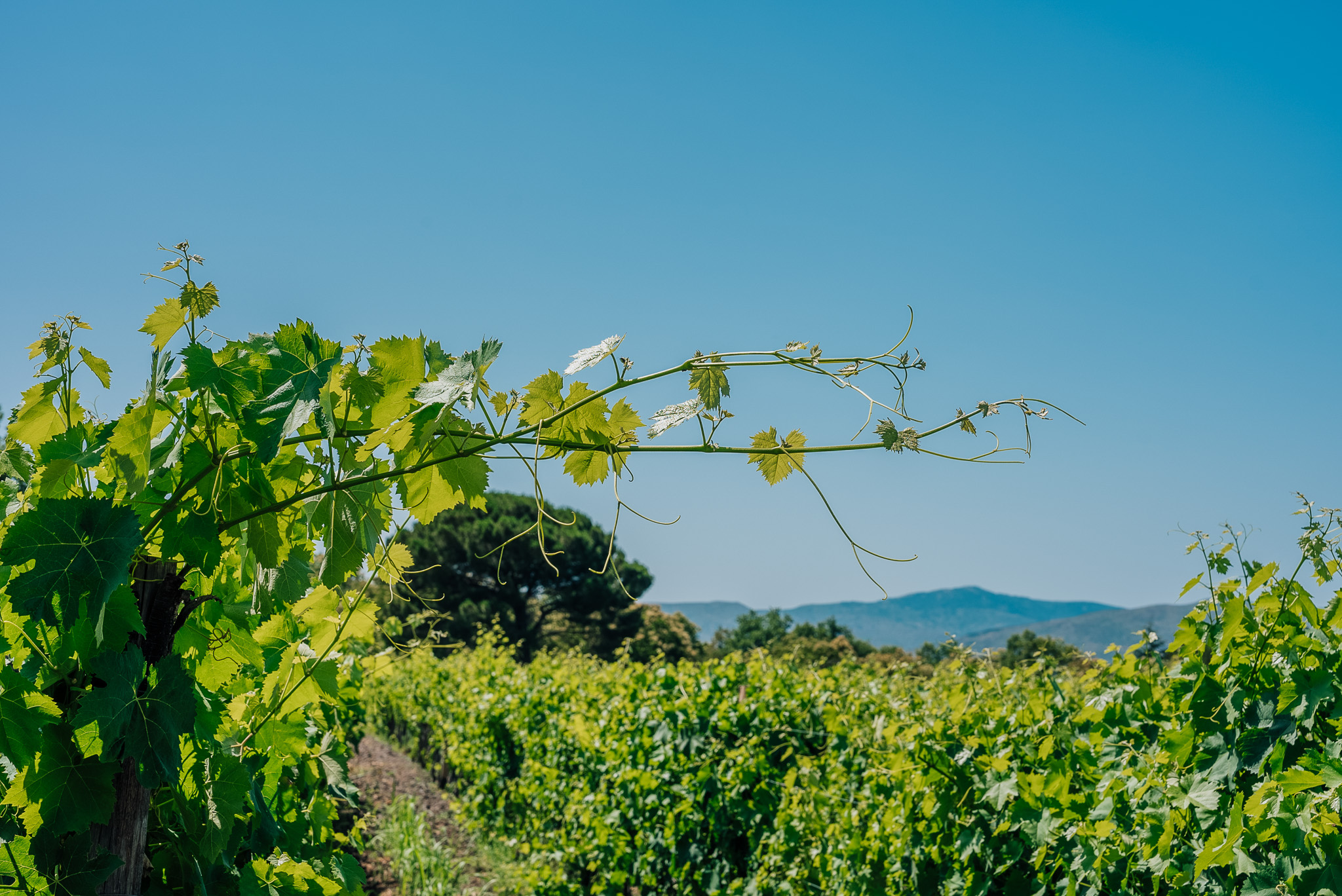 Bio resilience at Planeta 