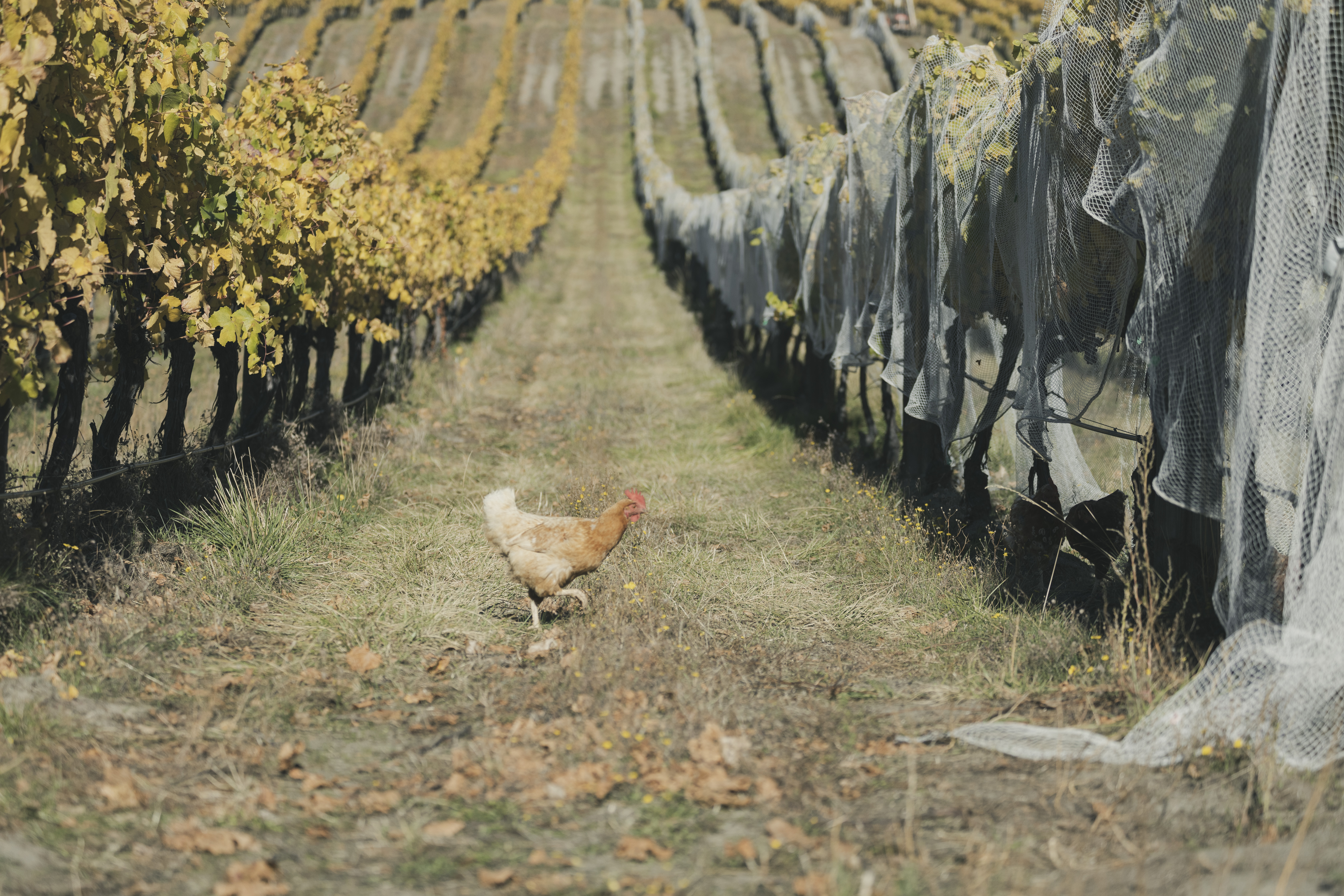 Sustainable winemaking practices at Carrick