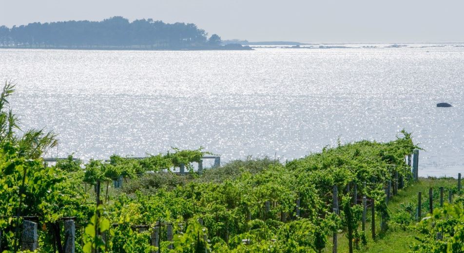 Codax vineyards running up to the sea