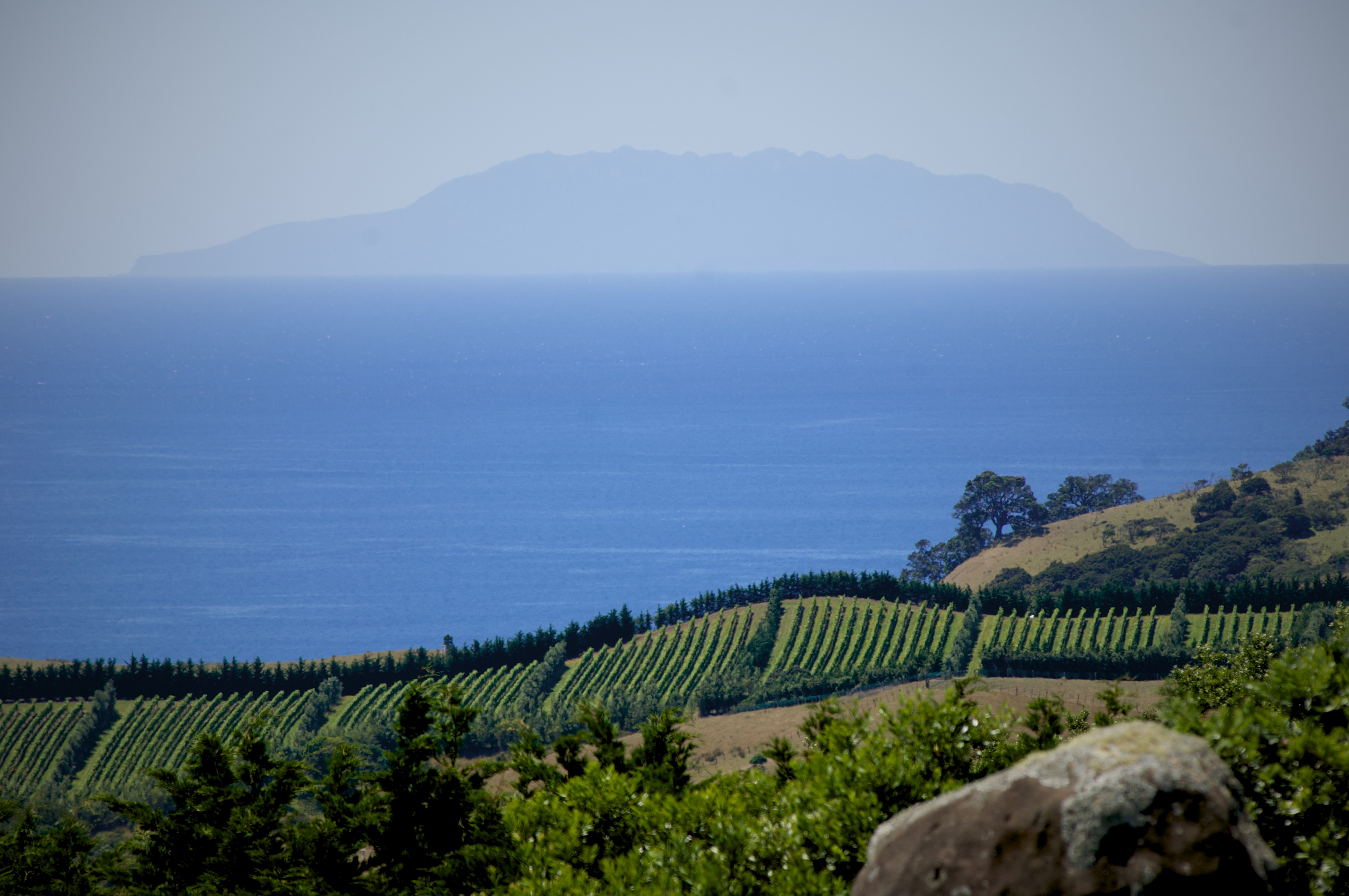 Man O War vineyard