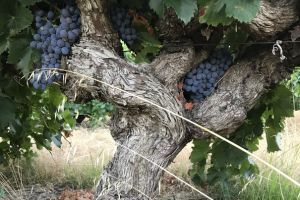 Fromm Vineyard Grenache planeted 1960