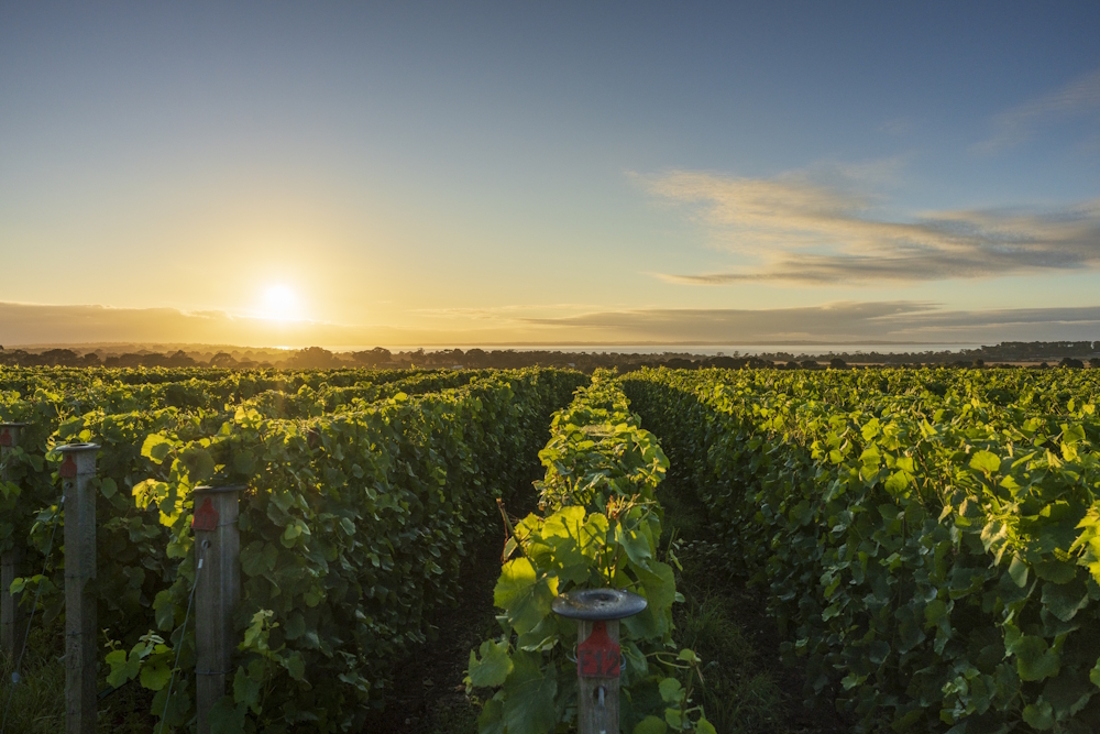 High-density vines