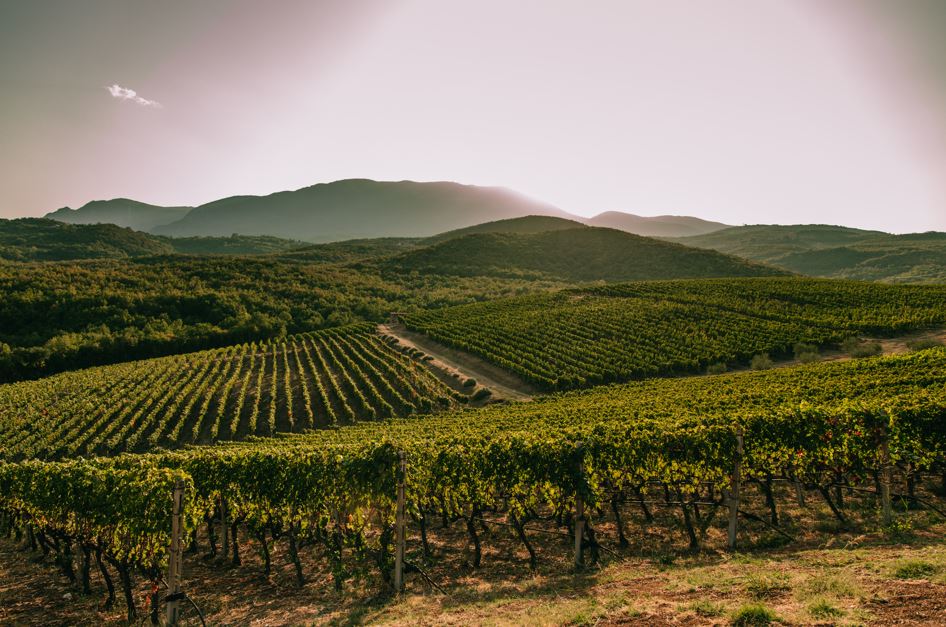 Kir-Yianni's estate in Naoussa