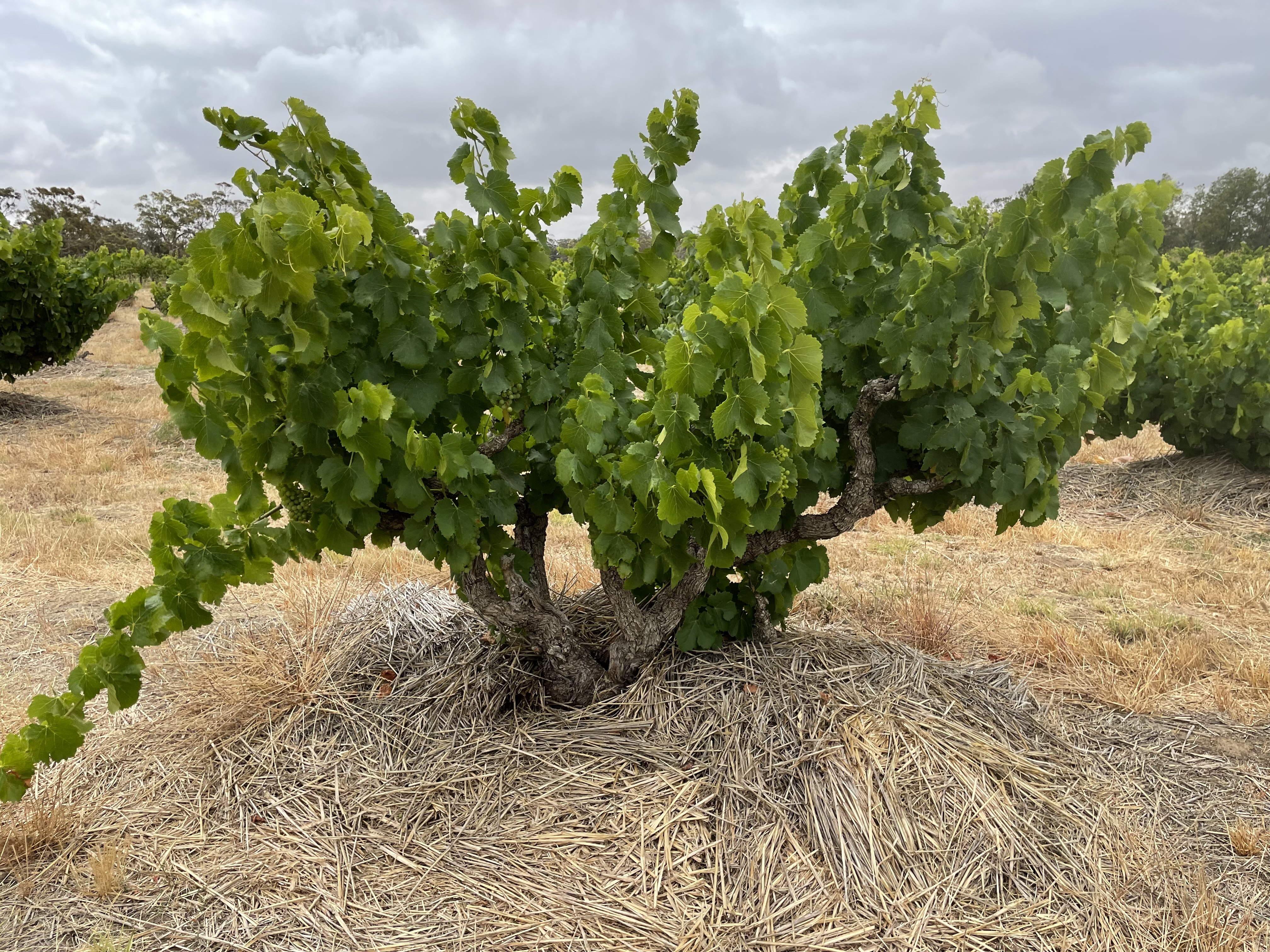 Old Vines at Rojomoma
