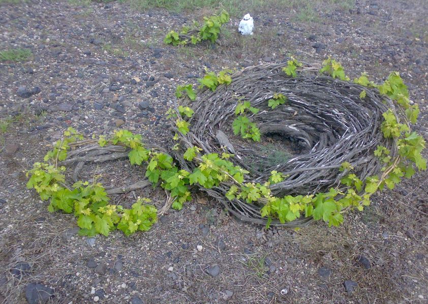 Santorini 'kouloura', or wreath vine