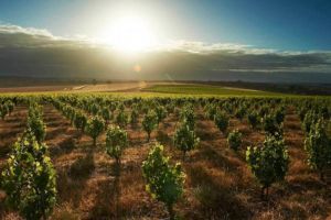 swinney-bush-vines - photo Frances Andrijich