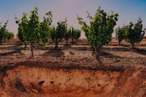 swinney-soil-in-vineyard.jpg