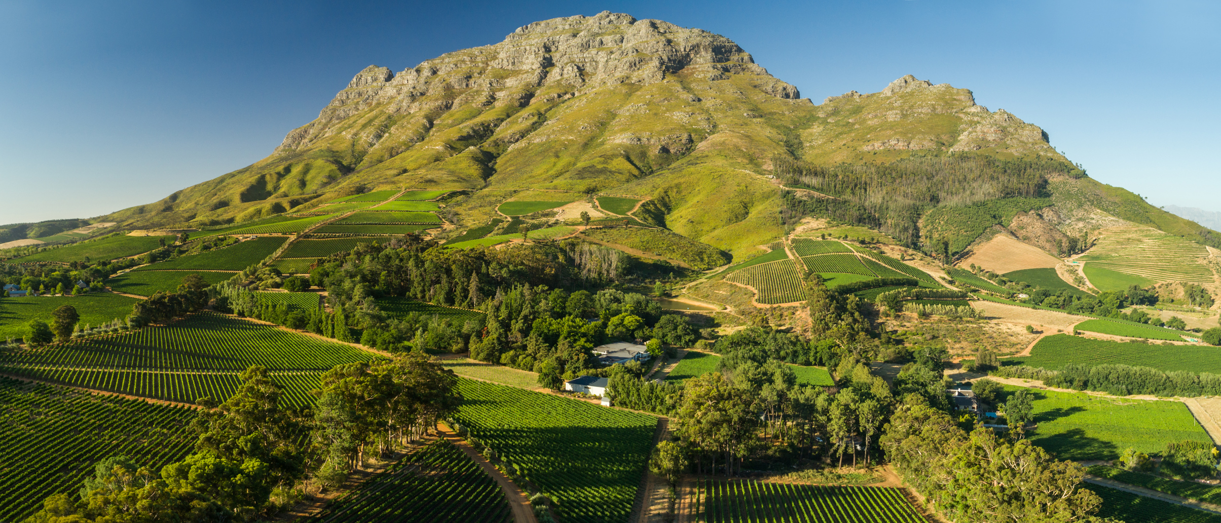 Thelema Vineyards at the foot of the Simonsberg mountains