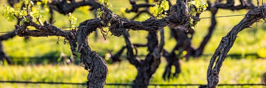 Wilksch Shiraz Vineyard